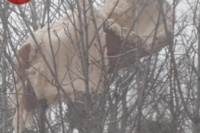 Диван викинули із вікна