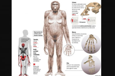 Ардіпітек "Арді"