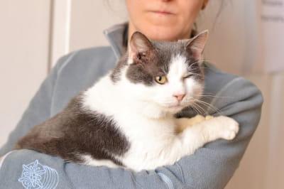 Котик Боббі