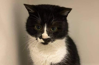 Котик Валентин