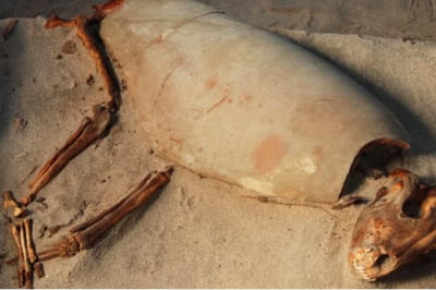 кладбище животных