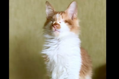 Кіт Гарольд