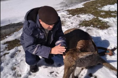 ГСЧС спасло животных