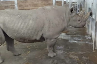 Редкий черный носорог