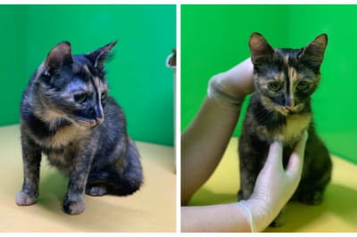 Кішка Маріса