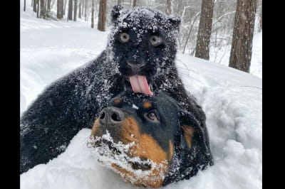 Пантера Луна