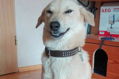 Животные-разрушители