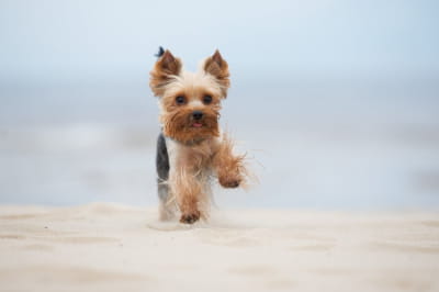 Йоркшир-тер'єр