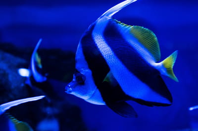 Риби, підводний світ