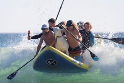 Коза на серфінгу