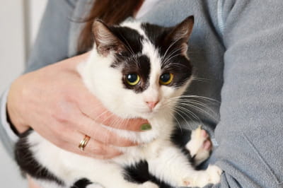 Киця шукає дім