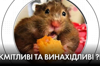 "Час Ч"