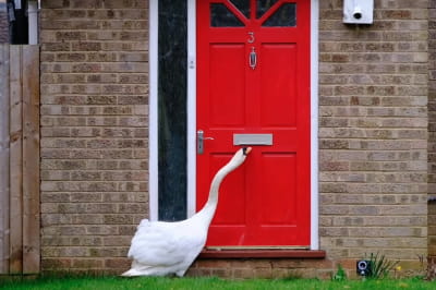 Лебедь-разбойник