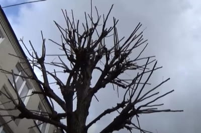 дерева