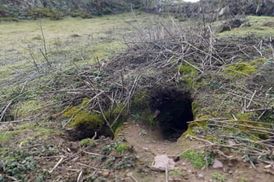 Археологическое открытие валлийских кроликов