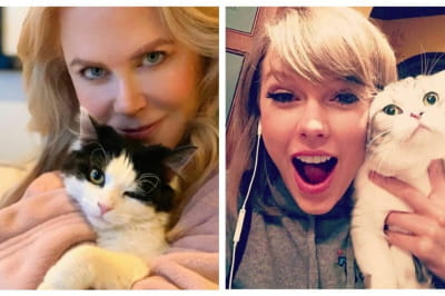 Ніколь Кідман, Тейлор Свіфт і котики
