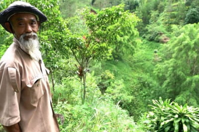69-річний індонезієць створив ліс
