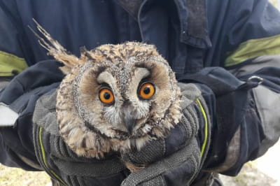 Врятоване совеня