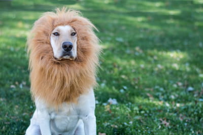 Лабрадор-ретривер