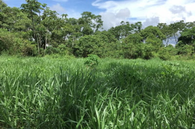 Ліс з кавової гущі