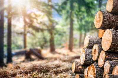 Деревина, ліс