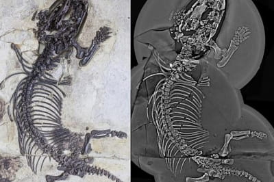 Невідомі тварини