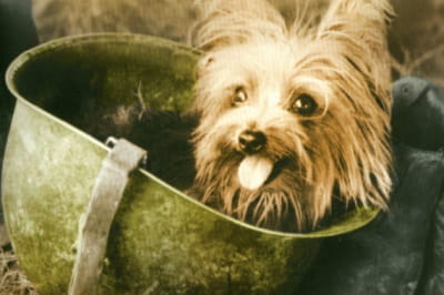 Собака Смоки