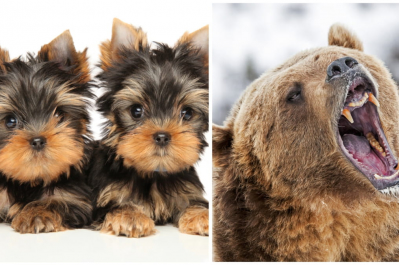 Йоркширский терьер и медведь 