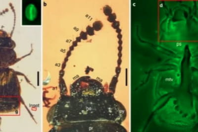 Жук-опылитель