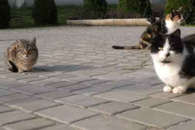 Ферма Олександра Єременко