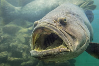 Epinephelus lanceolatus