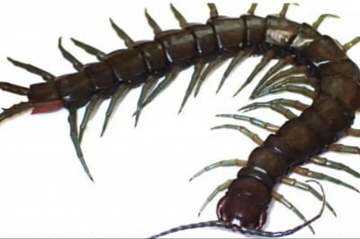 багатоніжка