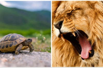Черепаха і лев