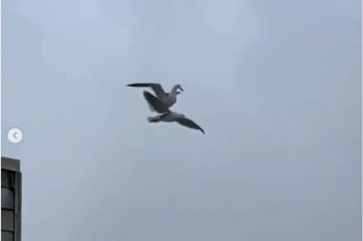 Чайка катается верхом на другой чайке