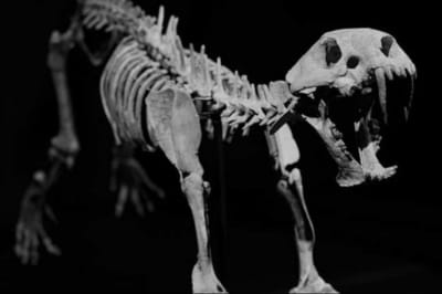 саблезубый кот