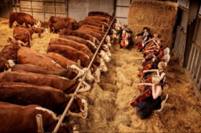 В Данії коровам влаштовують концерти