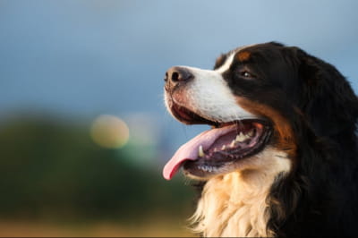 Бернский зенненхунд