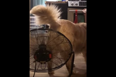 Смешной песик