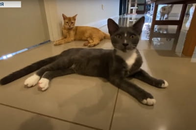 Коты