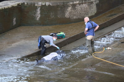 Кит в реке Темза