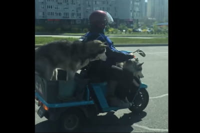 Хаскі на мотоциклі