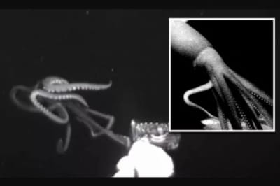 Полювання гігантського кальмара