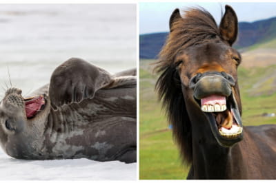 Тюлень и лошадь