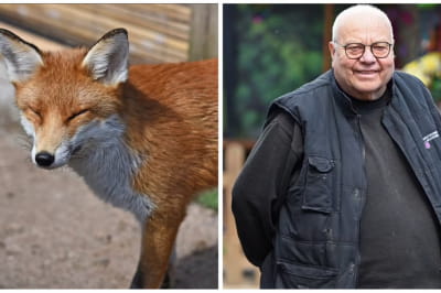 Джефф Грюкок і лисиця