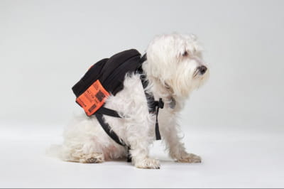 рюкзак для собак