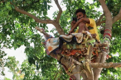 Індієць упродовж 11 днів жив на дереві