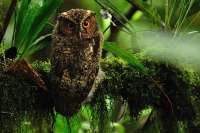 Борнейская сова-раджа