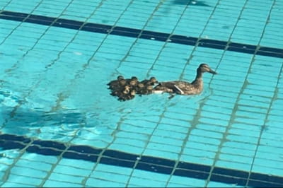 Качки в басейні