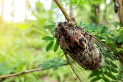 Цикада