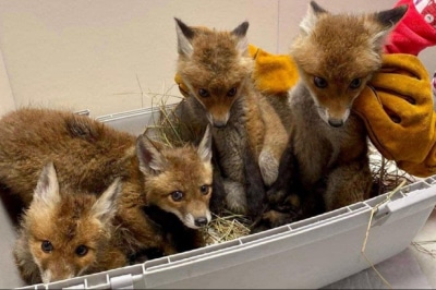 Спасенные лисята 